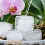 watering orchids with ice cubes