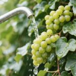 how much water is prefered for a grape ivy