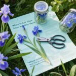 when do you cut irises