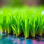 do you trim wheatgrass