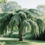 weeping evergreen trees