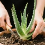 how to replant aloe