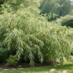 willow shrub