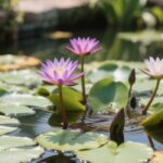how difficult to grow water lilies