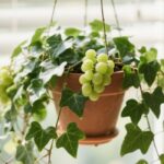 grape ivy sun requirements