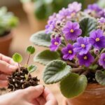 how to propagate african violets