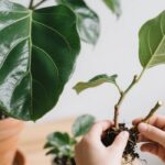 how to propagate a fiddle leaf fig