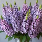 lilac flower bouquet