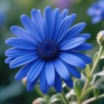 cobalt blue daisy