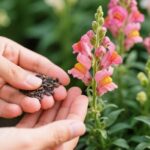 snapdragon seeds
