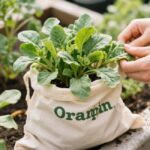 grow orach in bag