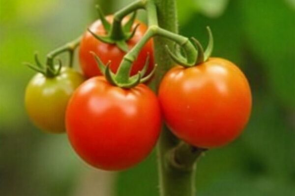 when to fertilize tomato plants