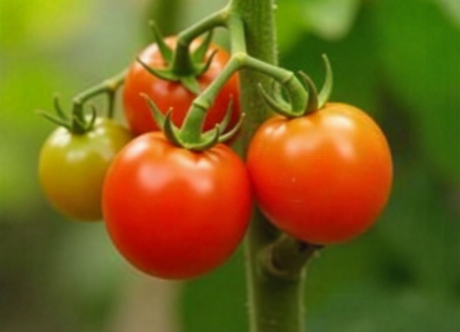 when to fertilize tomato plants