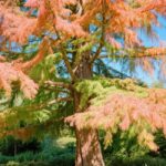 do dawn redwood trees need sun
