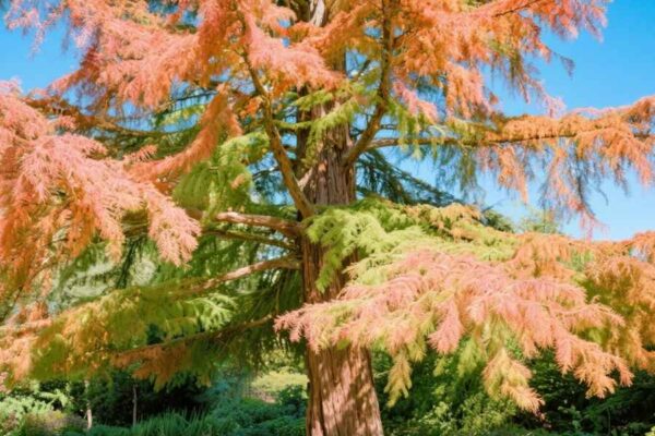 do dawn redwood trees need sun