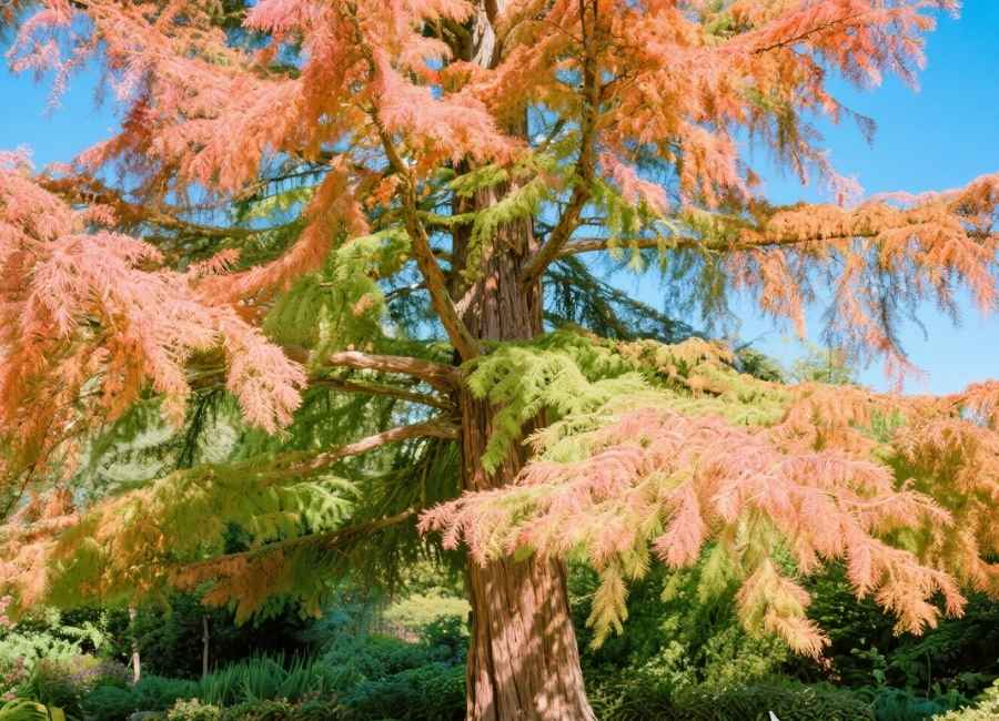 do dawn redwood trees need sun