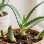 propagate aloe