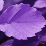 leaf purple