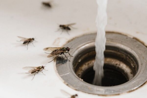 how to get rid of drain flies
