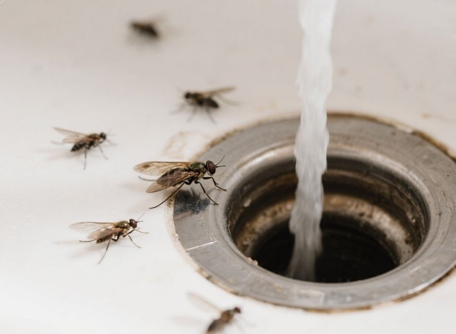 how to get rid of drain flies