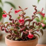 twisted lipstick plant