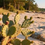 eastern prickly pear cactus