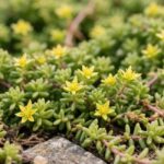 are you able to walk on sedum sarmentosum plant