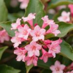 weigela bush