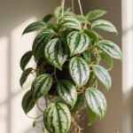 how tall can a mature matermeln peperomia grow