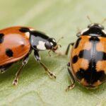ladybug vs lady beetle