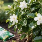 gardenia fertilizer