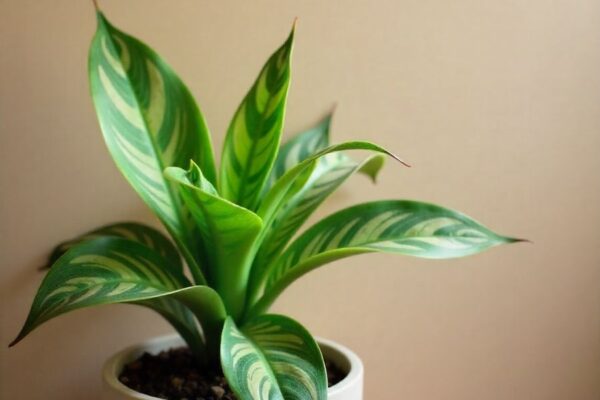 big snake plant