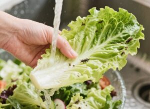 how to wash romaine lettuce