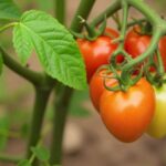 do deer eat tomato plants