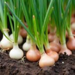 how to plant onion sets in a raised bed