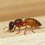 How to Spot Termites: Signs of an Infestation what does a termite look like