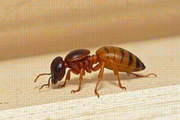 How to Spot Termites: Signs of an Infestation what does a termite look like