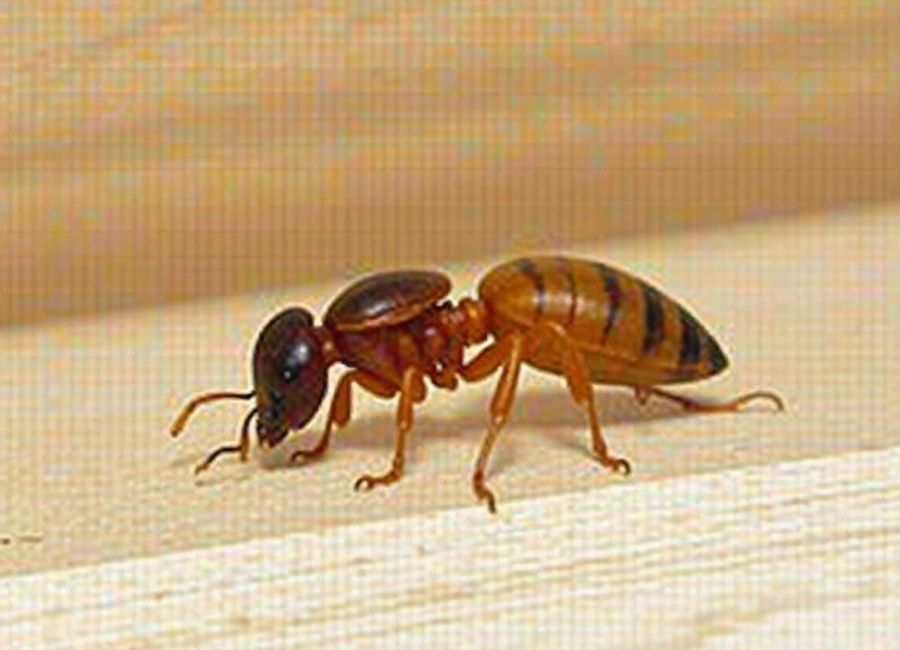 what does a termite look like