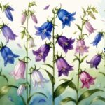 bellflower transplanting