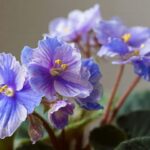 how to propagate african violets