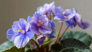 how to propagate african violets