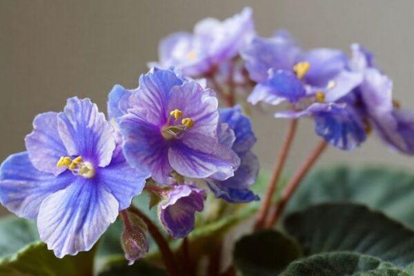 how to propagate african violets