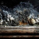 what does black mold smell like