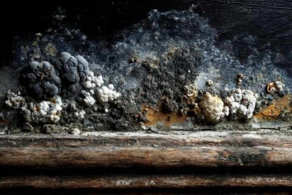 what does black mold smell like