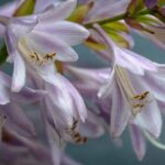 hosta blooming