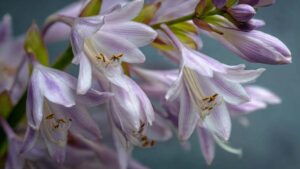 hosta blooming
