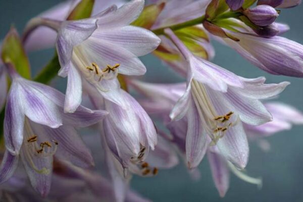 hosta blooming