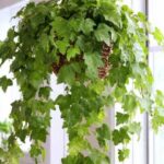 panting size needed for grape ivy