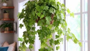 panting size needed for grape ivy