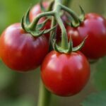 when to pick cherokee purple tomatoes
